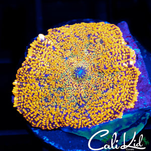 RAINBOW RHODACTIS MUSHROOM