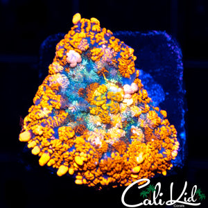 SUPER BRIGHT RAINBOW RHODACTIS