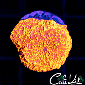 JAWBREAKER TYPE DISCO SHROOM