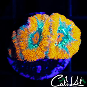 ULTRA ACAN TRIPLE