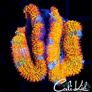 RAINBOW ACAN LORD DOUBLE