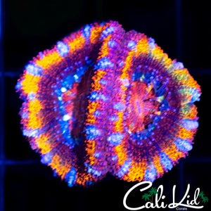 ULTIMATE RAINBOW ACAN DOUBLE