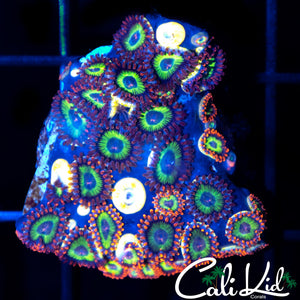 FRUITLOOPS ZOA MINI COLONY