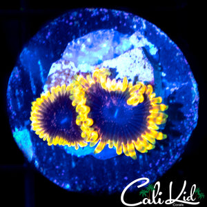 STIGGY MARLEY DOUBLE