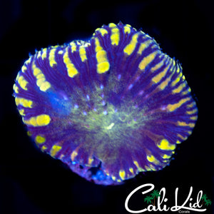 LARGE BLUE THUNDER BLASTO