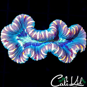 ULTRA RAINBOW TRACHY
