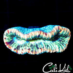 RAINBOW SPECKLED TRACHY