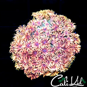 RAINBOW GONI MINI COLONY