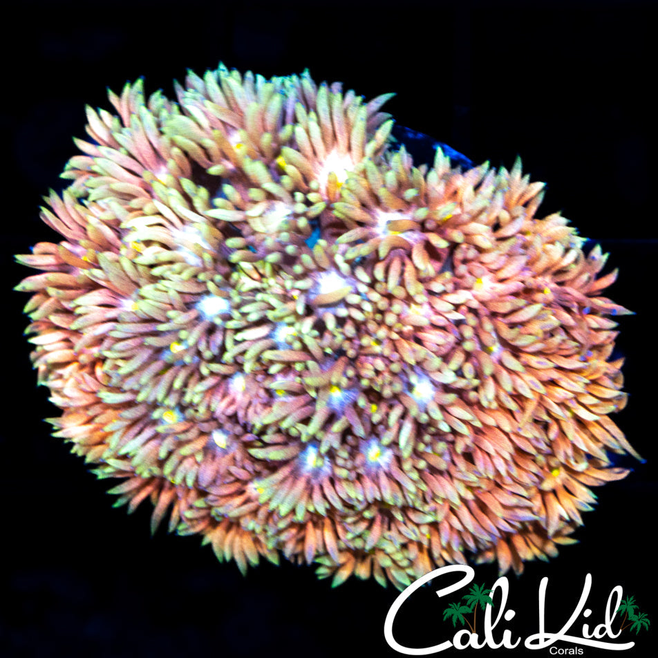 ULTIMATE RAINBOW GONI MINI COLONY