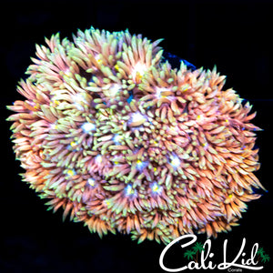 ULTIMATE RAINBOW GONI MINI COLONY
