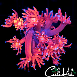 BLUE TIP GONI
