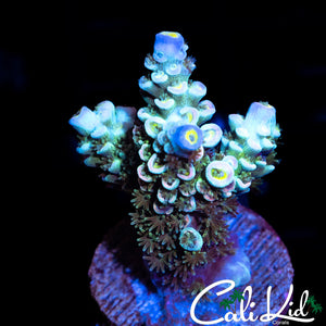 CK RAINBOW TENIUS FRAG