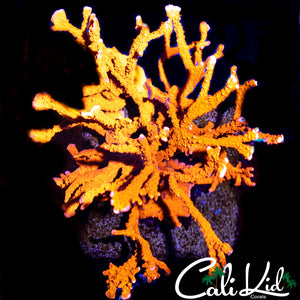 LARGE RED SPY MONTI COLONY