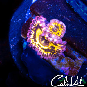 STRATOSPHERE ZOA DOUBLE