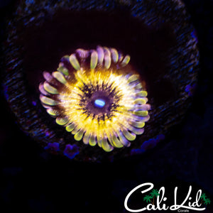 CK DIABOLICAL ZOA