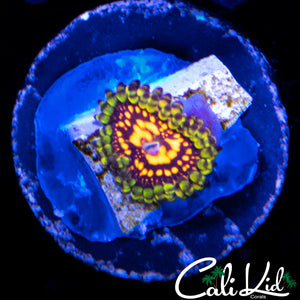 REVERSE HALLUCINATION ZOA