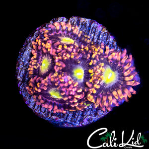ANTI MATTER ZOA MINI COLONY