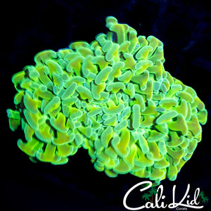RARE LIMEADE HYBRID HAMMER