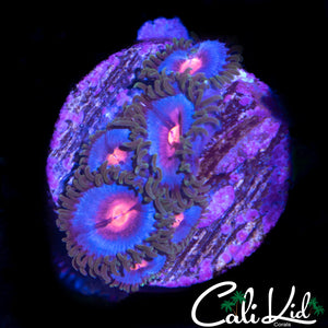 MIAMI VICE ZOA MINI COLONY