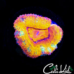 RAINBOW ACAN MORPH