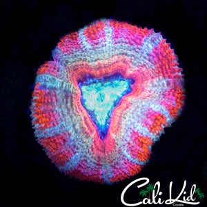 LARGE CANDY CANE ACAN LORD