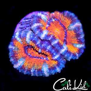 ULTRA ACAN DOUBLE