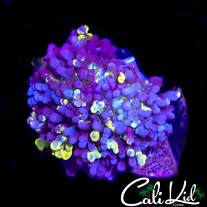 CK MAGNETO MUSHROOM
