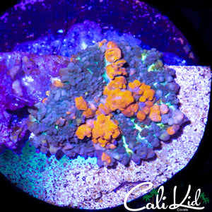 CB SUNKIST BOUNCE SHROOM
