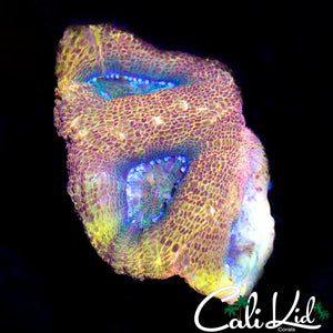 PASTEL RAINBOW BOWER TRIPLE
