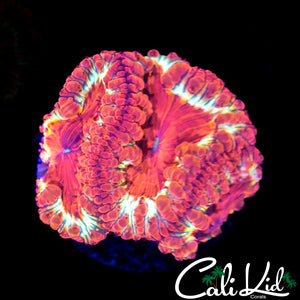 GOLDEN RIM BLASTO TRIPLE