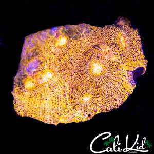 ULTRA AUSSIE CHALICE