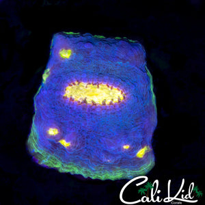 WWC JELLY BEAN CHALICE (BLUE ONLY)