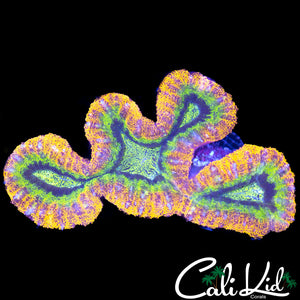 INSANE RAINBOW SYMPHYLLIA