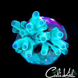 HAWKINS ECHINATA FRAG