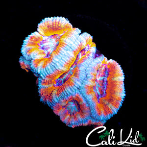 ULTRA ACAN MINI COLONY
