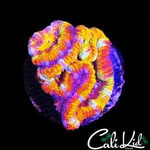 INSANE RAINBOW ACAN TRIPLE