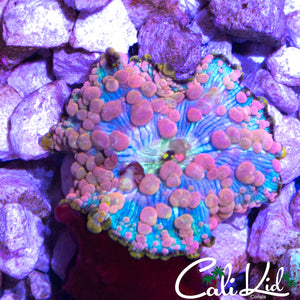 NEPTUNE BOUNCE MUSHROOM LARGE