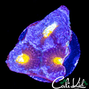 PURPLE OWL ECHINATA