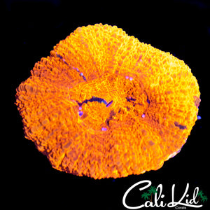 BLOOD ORANGE BOWERBANKI