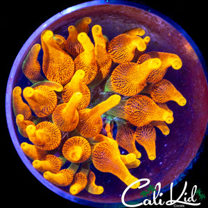 COLORADO SUNBURST NEM