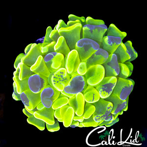 SPLATTER BRANCHING HAMMER