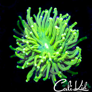 ULTRA WHITE TIP TORCH