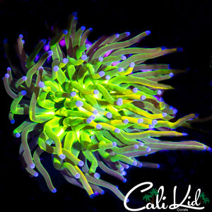 STUNNING COTTON CANDY TORCH