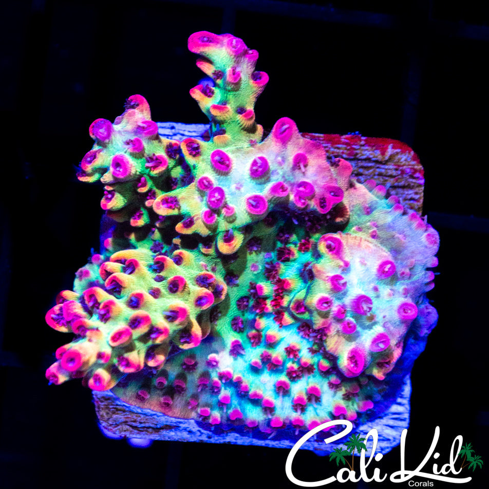 CK SHORTCAKE CHUNK