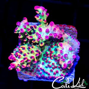 CK SHORTCAKE CHUNK
