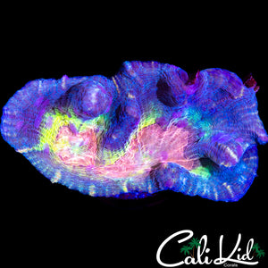 RAINBOW PECTINIA CHUNK