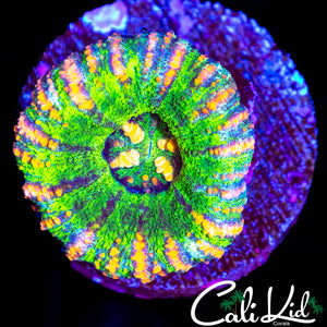 RAINBOW BUTTON SCOLY