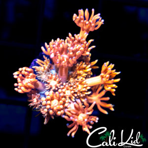 PEACH PASSION GONI