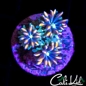 CK KALEIDOSCOPE GALAXIA
