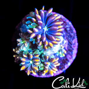 CK KALEIDOSCOPE GALAXIA